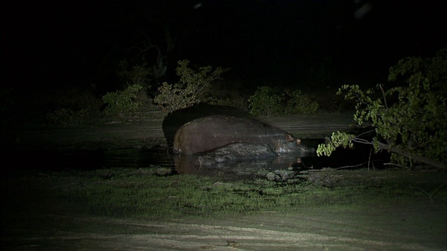 河马在奥卡万戈三角洲湿地保护它死去的朋友视频素材