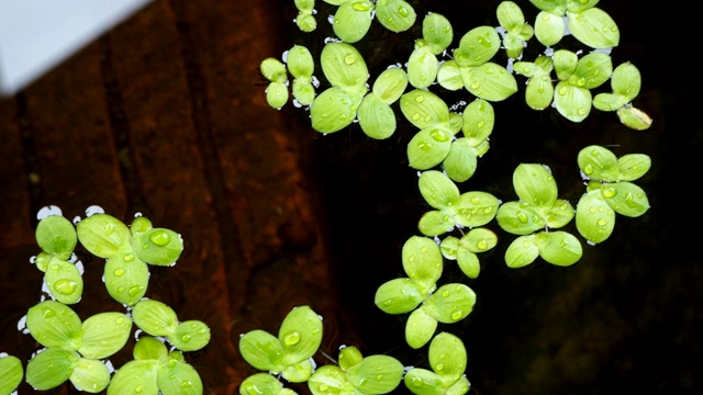 水生植物浮在水上。视频素材