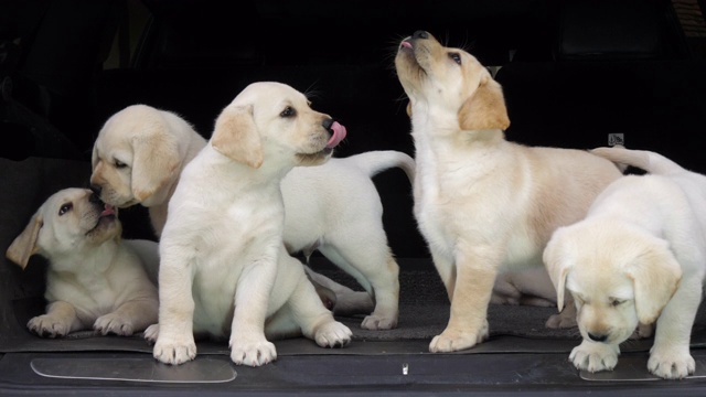 黄色拉布拉多寻回犬，汽车后备箱里的小狗，舔着鼻子，法国诺曼底，4K慢镜头视频素材