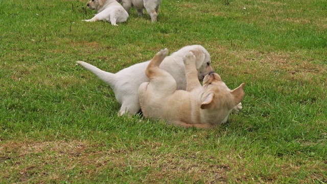 黄色拉布拉多寻回犬，小狗在草坪上玩耍，法国诺曼底，慢镜头4K视频素材