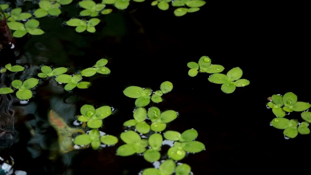 水生植物浮在水上。视频素材