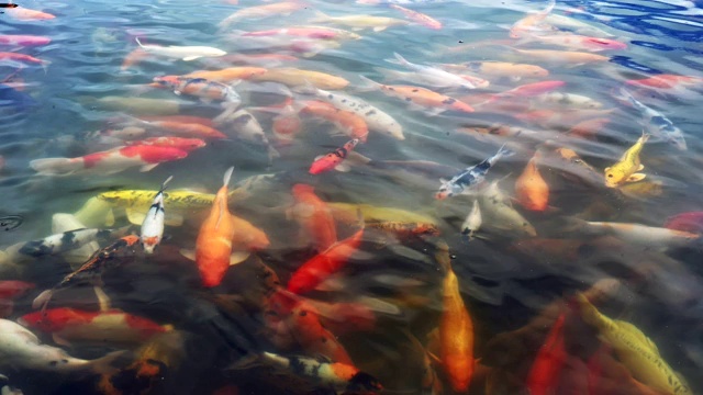 五颜六色的鲤鱼在池塘里游泳视频素材