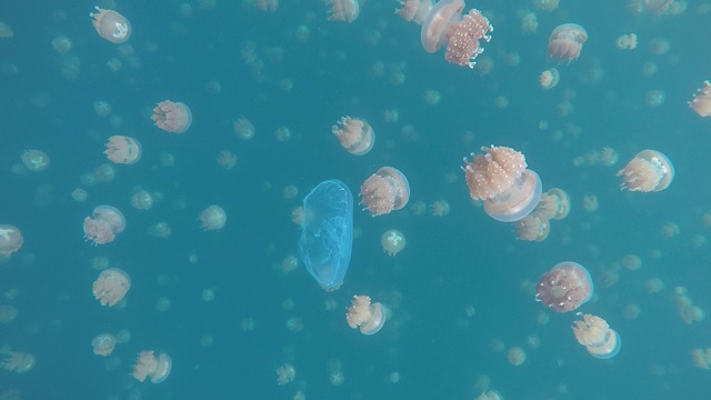 去专业水下浮潜与水母，水母湖，帕劳，卡洛琳群岛，密克罗尼西亚，太平洋视频素材