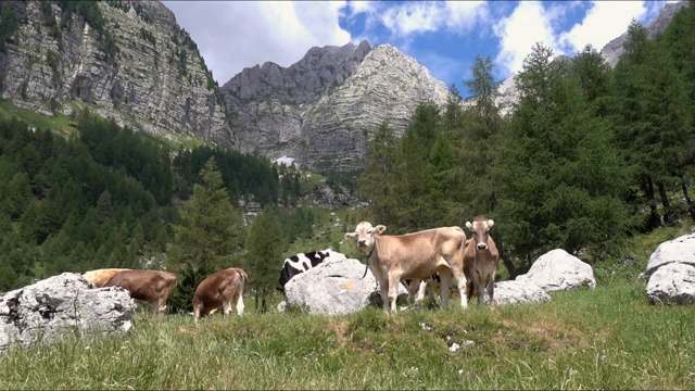 农场里的牛在青山绿水的山坡上吃草。生态旅游和摄影旅游的概念视频素材