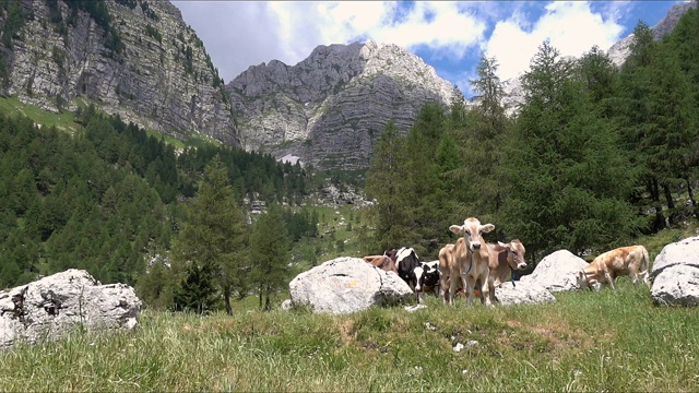 农场里的牛在青山绿水的山坡上吃草。生态旅游和摄影旅游的概念视频素材