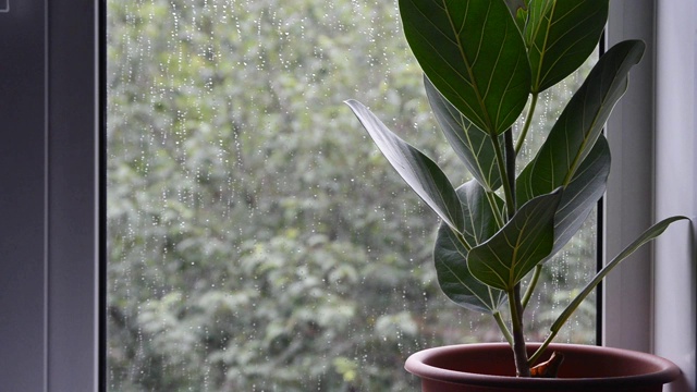 窗外阴雨天气恶劣的盆栽榕树视频素材