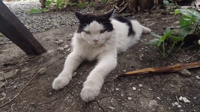 黑白家猫躺在地上视频素材