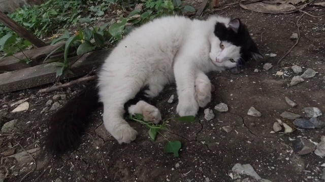 主人在花园里和波斯猫玩耍视频素材