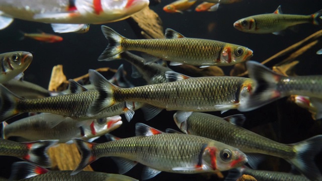 一群在水族箱里游泳的鱼视频素材