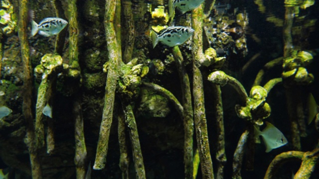 一群在水族箱里游泳的鱼视频素材