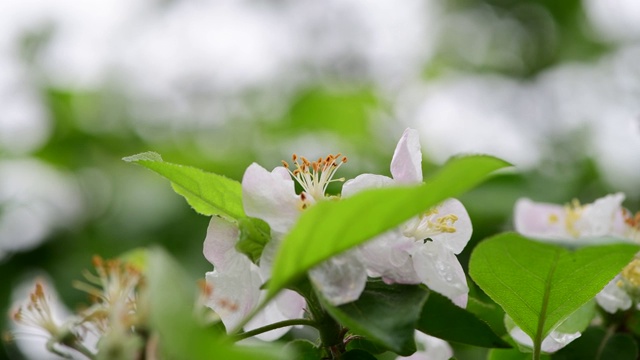 苹果树花开春白醒自然色早宏4k视频视频素材