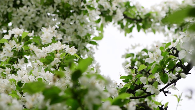 春季苹果花白树早午餐自然近距离微距4k视频视频素材