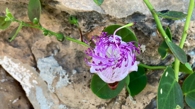 岩石表面上娇嫩的粉红色花朵视频素材