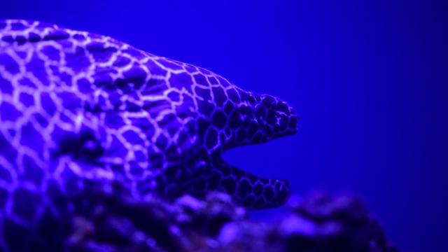 大穆拉纳鱼海野生自然张开嘴水族馆宠物海洋视频素材