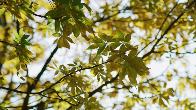 阳光在秋叶间照耀视频下载