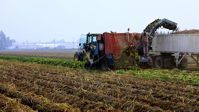 甜菜根收获机行动-地面视角视频下载