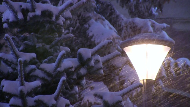 在冬季的暴风雪中，雪花落在被雪覆盖的云杉上视频素材