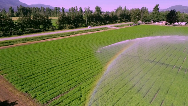 空中行动-在玉米地上画彩虹视频素材