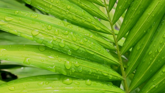 靠近绿色的棕榈叶潮湿的雨和风吹在雨季，热带树视频素材