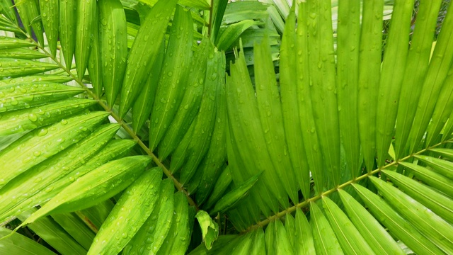 靠近绿色的棕榈叶潮湿的雨和风吹在雨季，热带树视频素材