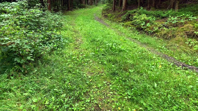 森林针叶树视频素材