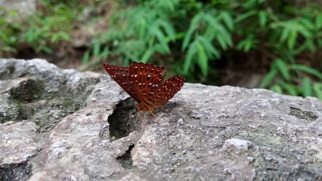 常见的丑角蝴蝶视频素材