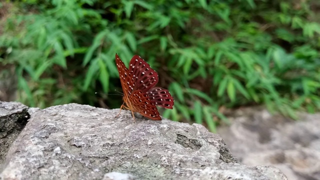 常见的丑角蝴蝶视频素材