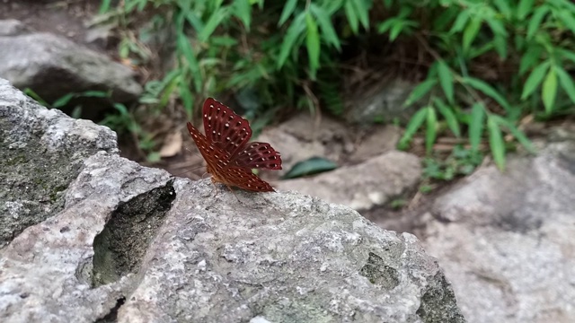 常见的丑角蝴蝶视频素材