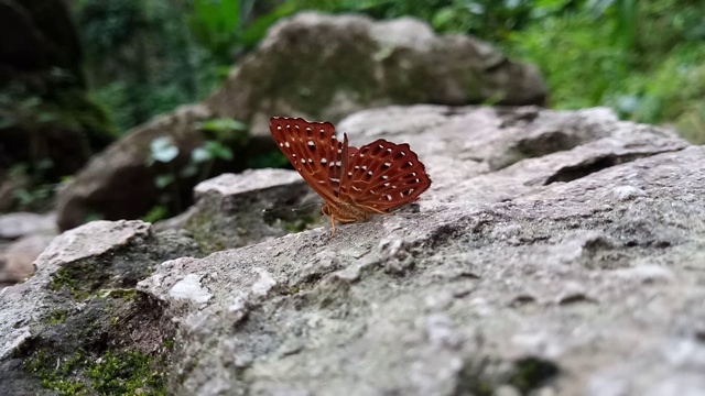 常见的丑角蝴蝶视频素材