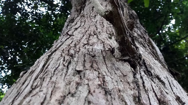 利皮尼亚维蒂格拉蜥蜴视频素材