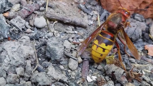 一只受伤的大黄蜂在地上苏醒过来。视频素材