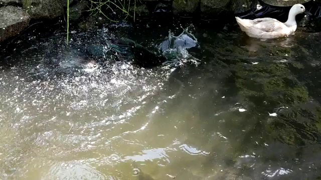 黑卡尤加鸭在池塘洗澡，梳理和溅水。视频素材