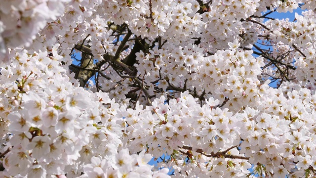 樱花盛开的季节花见视频素材