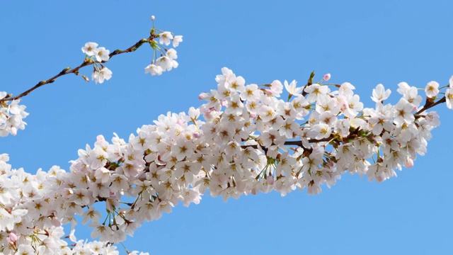 樱花盛开的季节花见视频素材