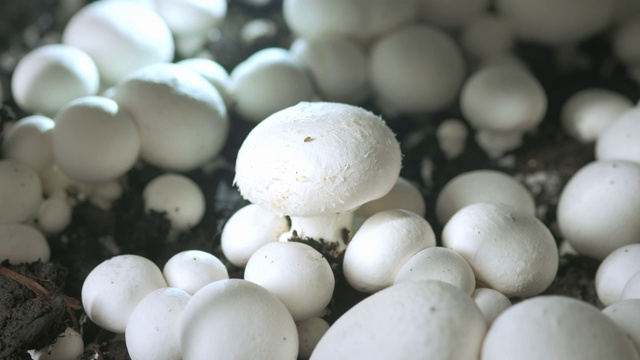 在蘑菇生长的植物上，手戴橡胶手套采摘新鲜的冠军。粮食生产视频素材