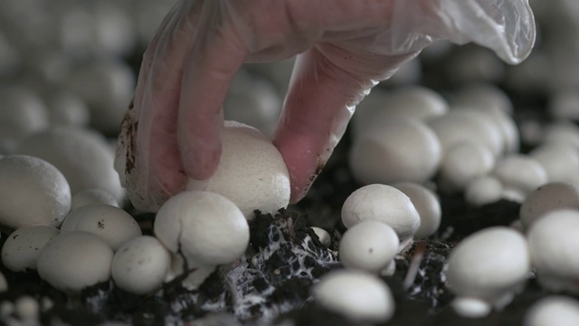 在蘑菇生长的植物上，手戴橡胶手套采摘新鲜的冠军。粮食生产视频素材