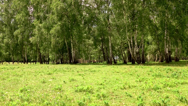 奶牛在春天的草地上吃草视频素材