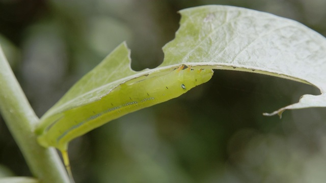 毛毛虫绿色的蠕虫。视频素材