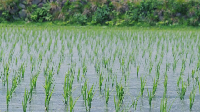 日本长野的风吹在小水稻上。视频素材