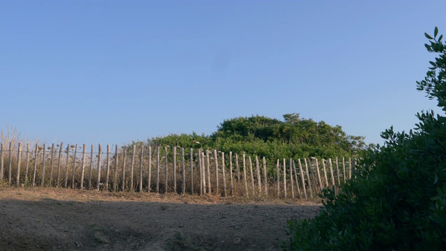 在长满芦苇和旧木栅栏的海滩上慢跑视频素材