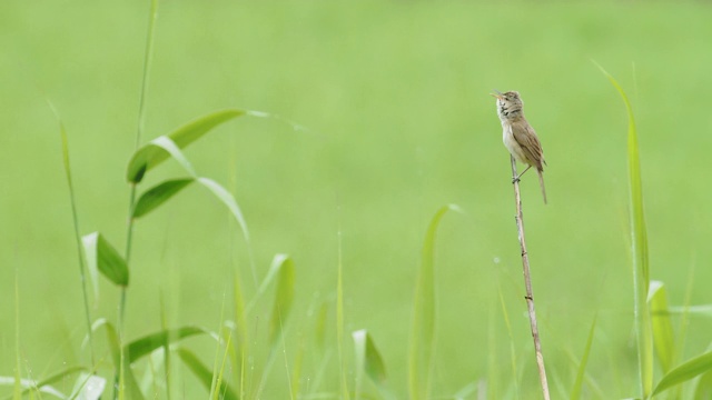 东方苇莺歌唱视频素材