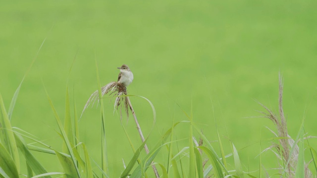 东方苇莺歌唱视频素材