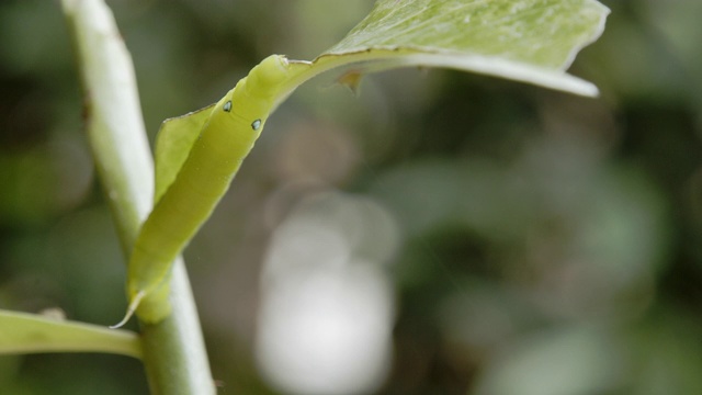 毛毛虫绿色的蠕虫。视频素材