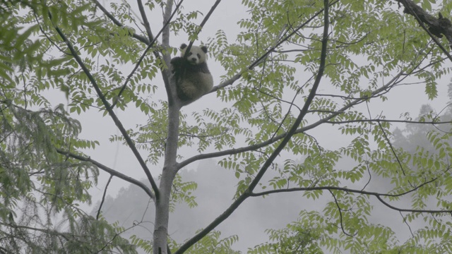 卧龙熊猫保护区，熊猫在树上睡觉视频素材