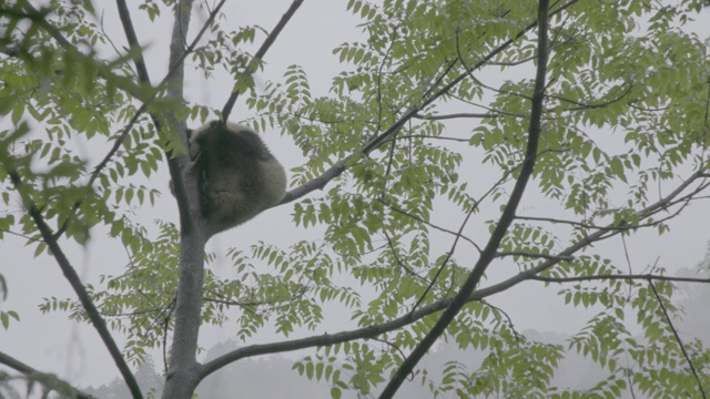 卧龙熊猫保护区，熊猫在树上睡觉视频素材