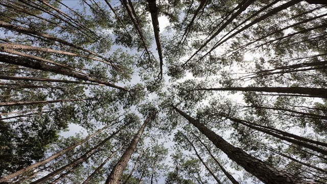 低角度视图自然景观的松树在绿色的森林，低角度视图的树木在森林视频素材