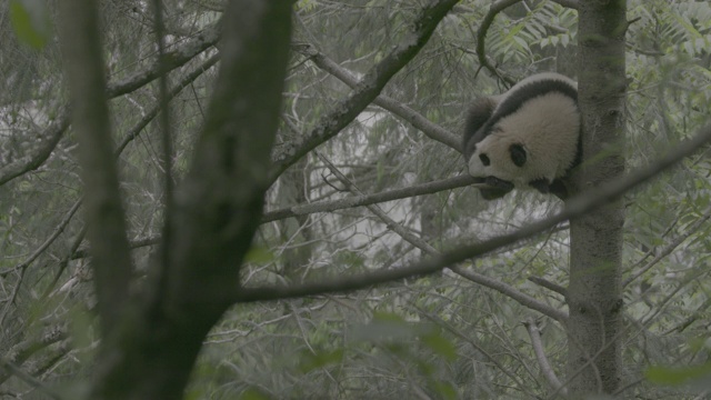 卧龙熊猫保护区，熊猫在树上睡觉视频素材