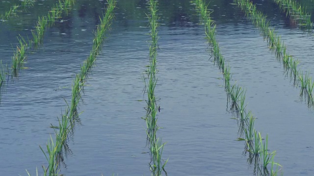 日本长野的风吹在小水稻上。视频素材