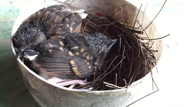 喂幼白臀沙马鸟(Copsychus malabaricus)视频素材