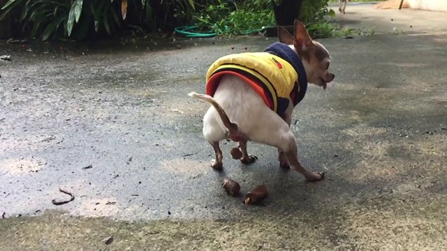 吉娃娃狗在水泥地板上大便视频素材